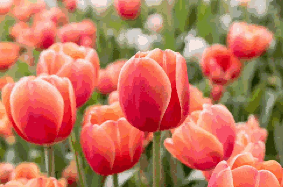 海关数据,dcbox小金库海关数据,荷兰海关数据