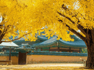 韩国外贸数据,外贸数据,dcbox小金库外贸数据